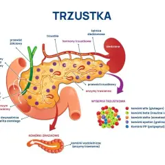 Ból trzustki: objawy, przyczyny i kiedy szukać pomocy?