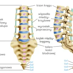 Anatomia kręgosłupa lędźwiowego, w tym krążek międzykręgowy L5-S1, kluczowy dla zrozumienia procedury facetektomii L5-S1.