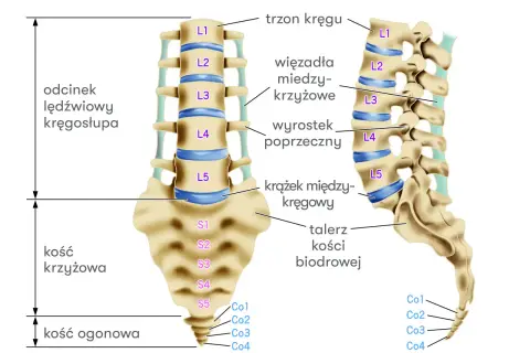 Anatomia kręgosłupa lędźwiowego, w tym krążek międzykręgowy L5-S1, kluczowy dla zrozumienia procedury facetektomii L5-S1.