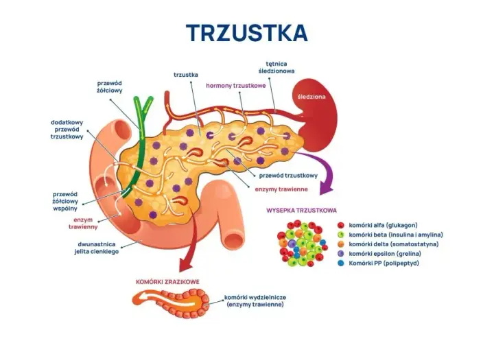 Ból trzustki: objawy, przyczyny i kiedy szukać pomocy?