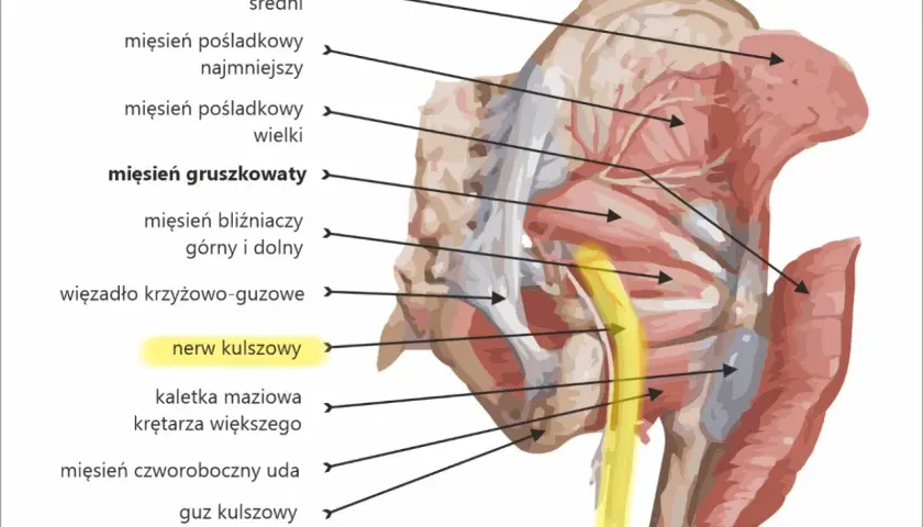 Anatomia miednicy: mięśnie pośladkowe, mięsień gruszkowaty i nerw kulszowy, biegnący w pobliżu mięśni przy kręgosłupie.