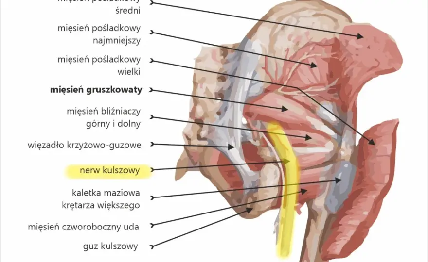 Mięśnie przy kręgosłupie - skąd ból i co naprawdę pomaga