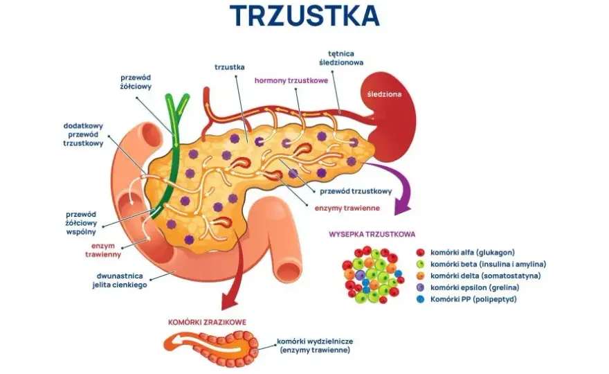 Ból trzustki: objawy, przyczyny i kiedy szukać pomocy?