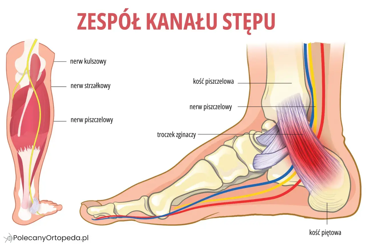 Anatomia kanału stępu: nerw piszczelowy, kości stopy i ścięgna. Zespół kanału stępu to schorzenie, które może powodować ból i drętwienie.