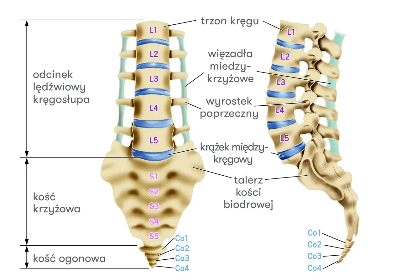 Anatomia kręgosłupa lędźwiowego, w tym krążek międzykręgowy L5-S1, kluczowy dla zrozumienia procedury facetektomii L5-S1.