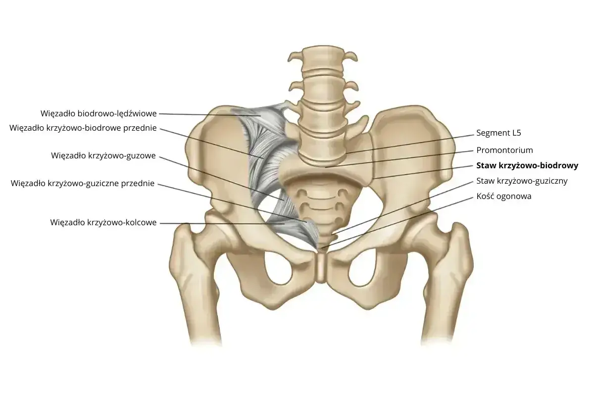 Anatomia miednicy z zaznaczonym stawem krzyżowo-biodrowym i więzadłami. Widoczny kręgosłup lędźwiowy, kość krzyżowa i biodrowa.