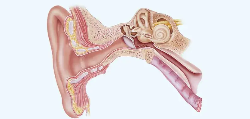 anatomia ucha przyczyny b&oacute;lu
