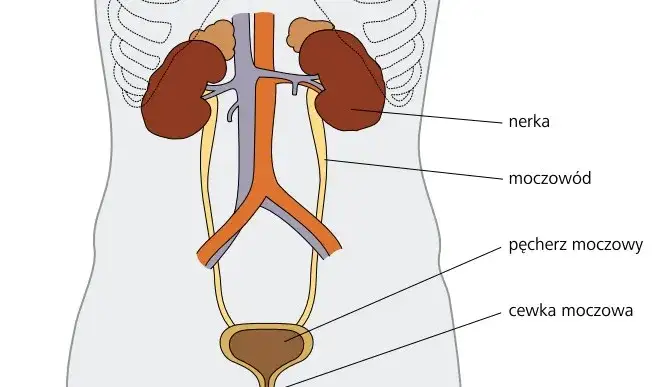 Nerki anatomia i alkohol